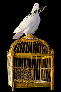 bird, dove, cage, symbol, nature, peace, olive branch, dove of peace, freedom, animal
